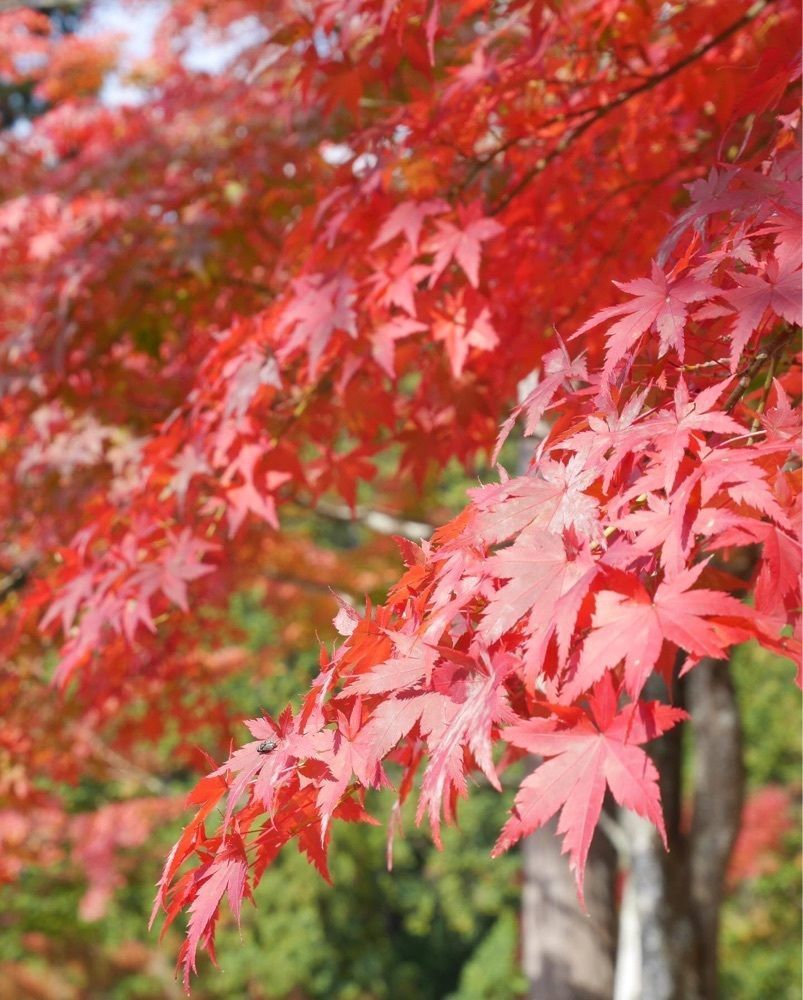 フラミンゴさんが投稿した最上山公園に関する口コミの画像