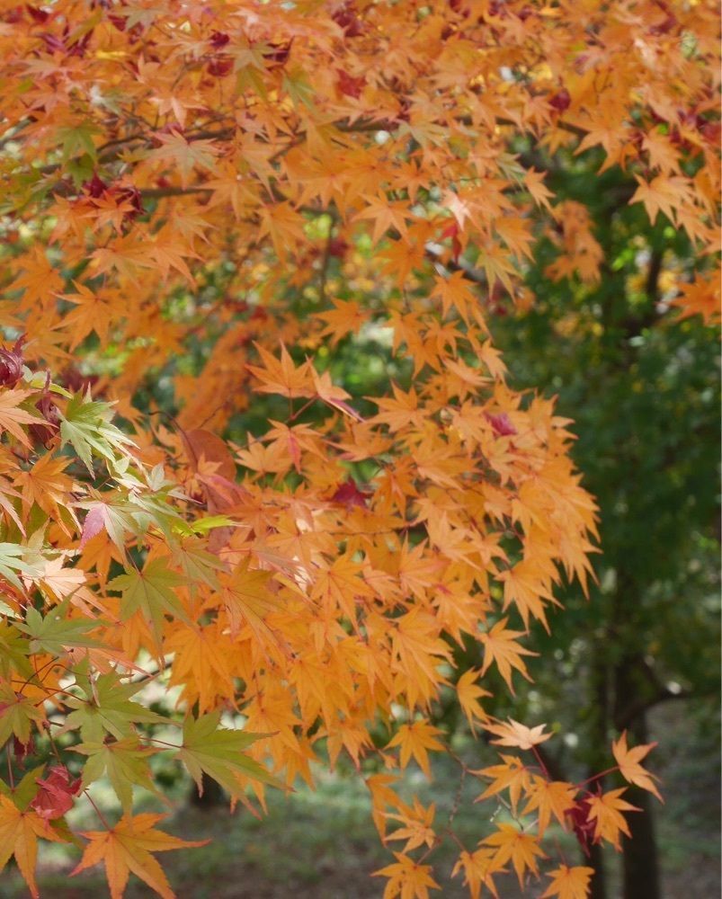 フラミンゴさんが投稿した最上山公園に関する口コミの画像