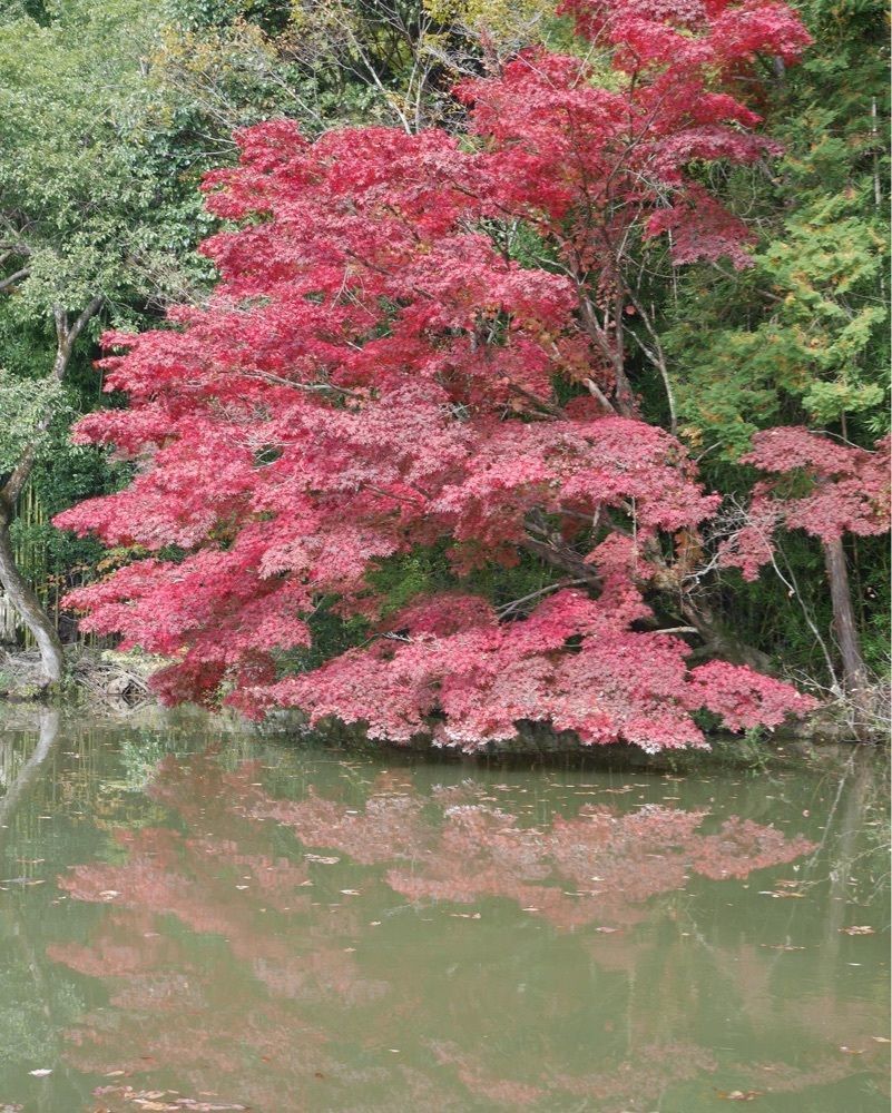 フラミンゴさんが投稿した最上山公園に関する口コミの画像
