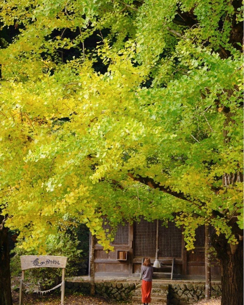 フラミンゴさんが投稿した最上山公園に関する口コミの画像