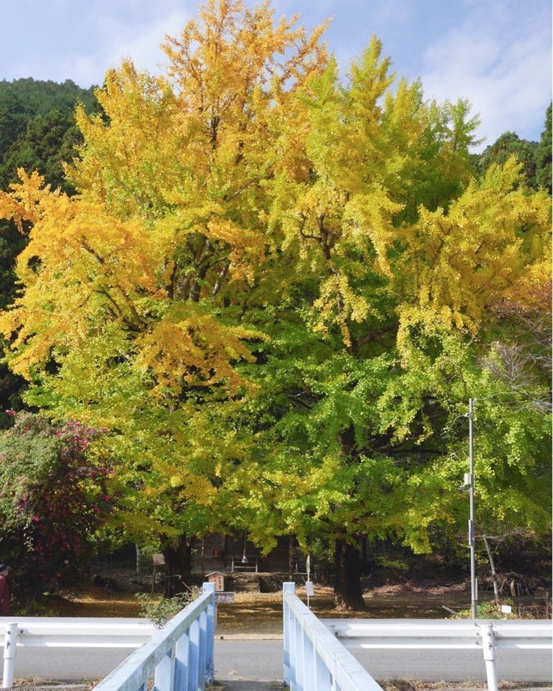 フラミンゴさんが投稿した最上山公園に関する口コミの画像