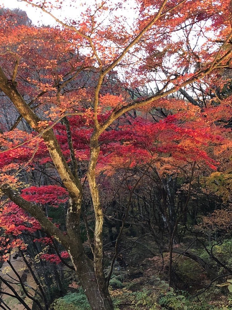 それなはとけさんが投稿した伊香保温泉 お宿玉樹に関する口コミの画像