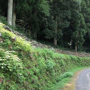 大松 滝山荘(だいまつ たきやまそう) 2枚目