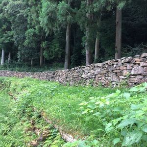 大松 滝山荘(だいまつ たきやまそう) 8枚目