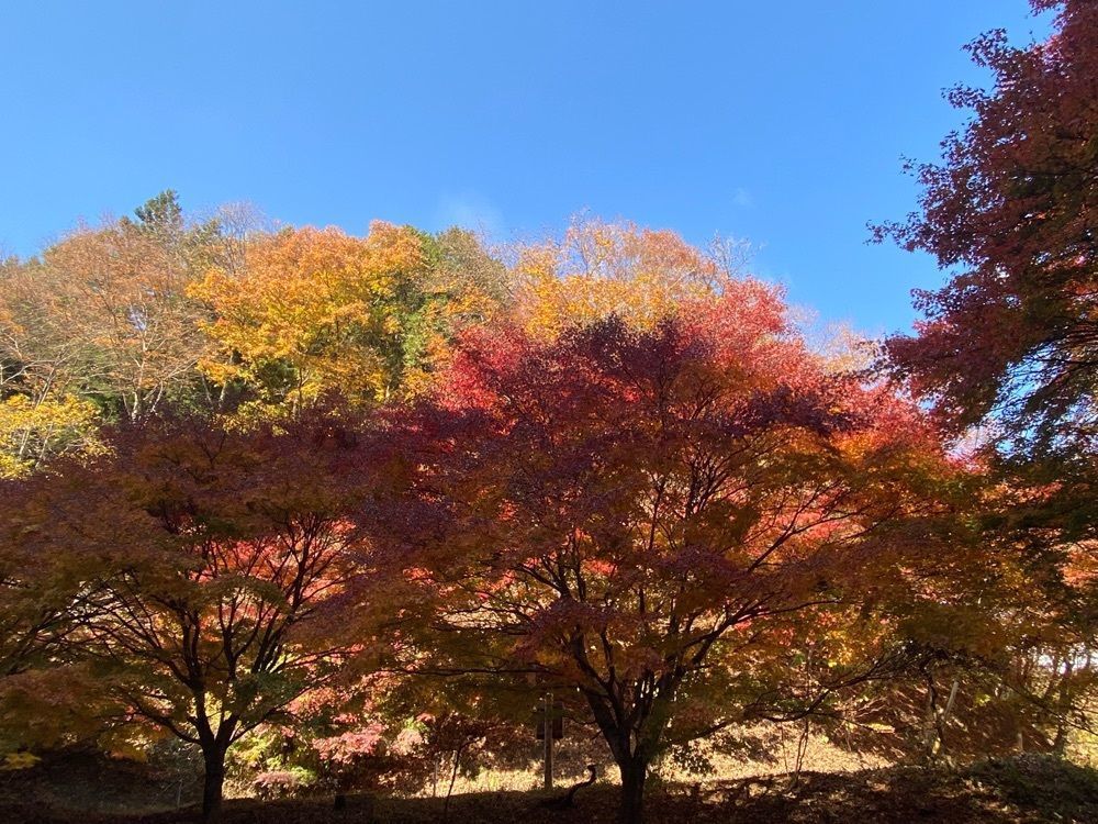 ポッキン　アンブレラさんが投稿した白滝（栃木県日光市）に関する口コミの画像