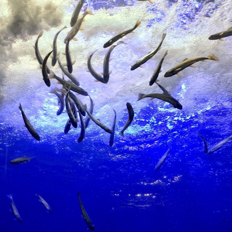 yoshiさんが投稿した北の大地の水族館に関する口コミの画像