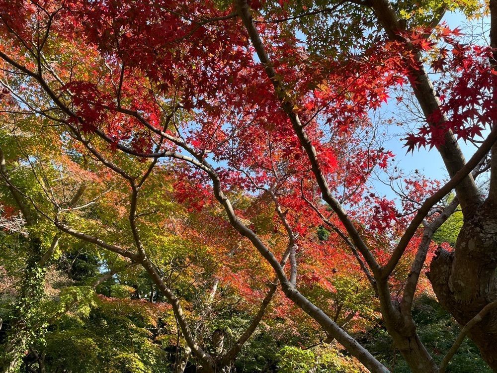 みーなさんが投稿した国指定名勝 毛利氏庭園の紅葉に関する口コミの画像