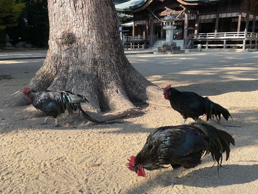 みーなさんが投稿した玉祖神社の社叢に関する口コミの画像