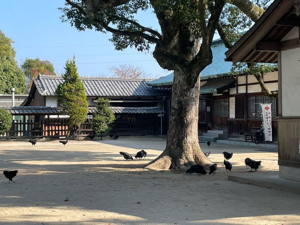 みーなさんが投稿した玉祖神社の社叢に関する口コミの画像