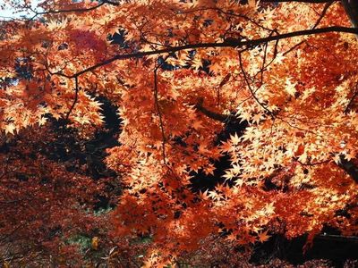樹光庵 本店 2枚目