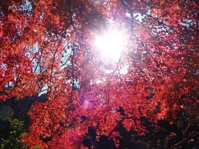 樹光庵 本店 3枚目