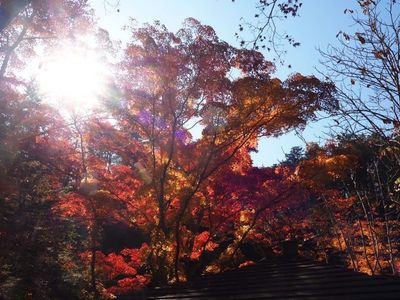 樹光庵 本店 4枚目