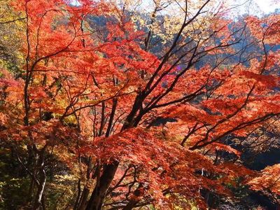 樹光庵 本店 5枚目