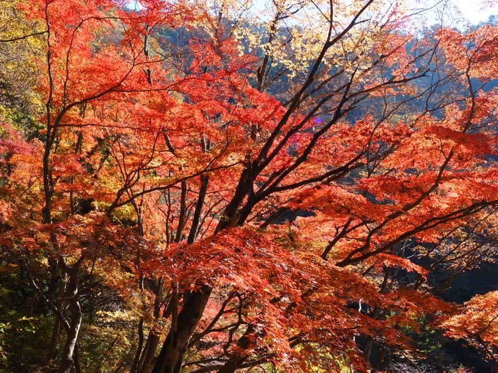 Howl Monさんが投稿した樹光庵 本店に関する口コミの画像