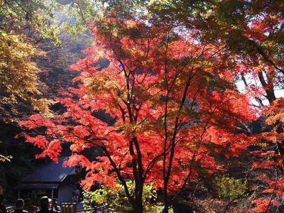 樹光庵 本店 6枚目