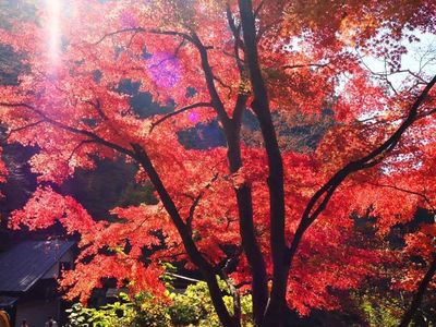 樹光庵 本店 7枚目