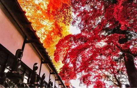 長円寺のセンダンバノボダイジュ