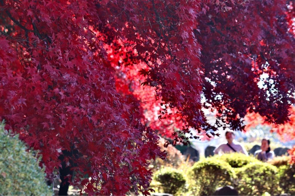 taka_wildflowerさんが投稿した長円寺のセンダンバノボダイジュに関する口コミの画像