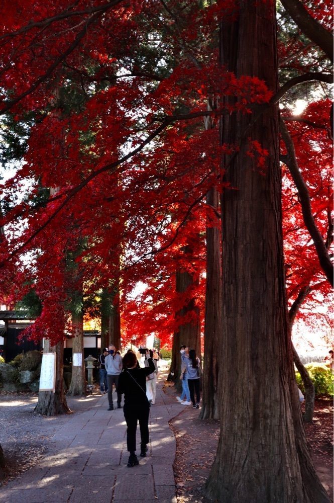 taka_wildflowerさんが投稿した長円寺のセンダンバノボダイジュに関する口コミの画像