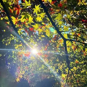 西宮市北山緑化植物園