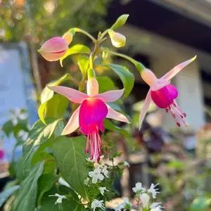 西宮市北山緑化植物園