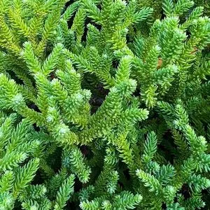 西宮市北山緑化植物園