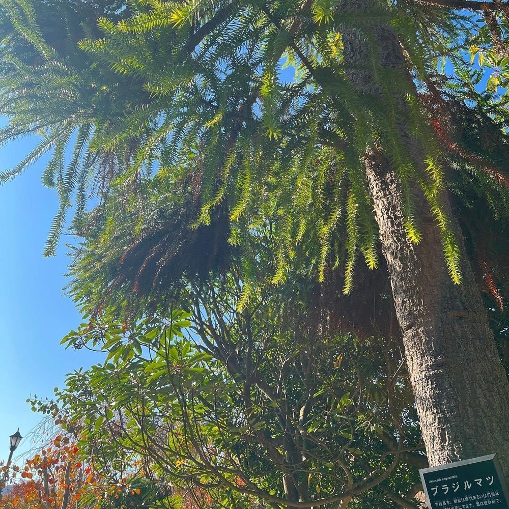 ruujunさんが投稿した西宮市北山緑化植物園に関する口コミの画像