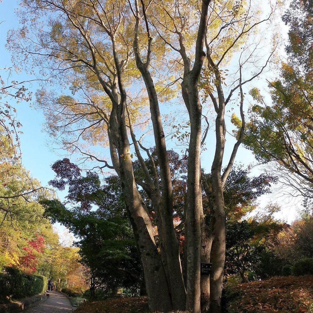 ruujunさんが投稿した西宮市北山緑化植物園に関する口コミの画像