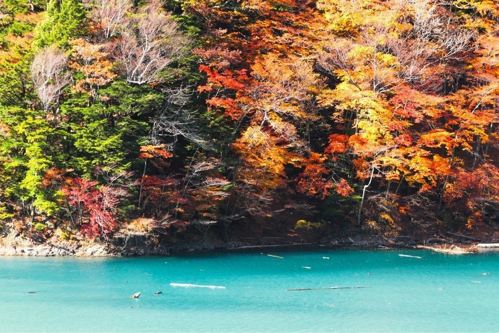 刹那風神さんが投稿した畑薙第一ダムの紅葉に関する口コミの画像