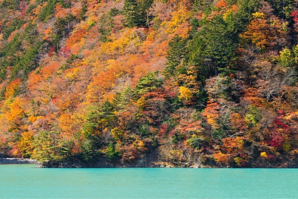刹那風神さんが投稿した畑薙第一ダムの紅葉に関する口コミの画像