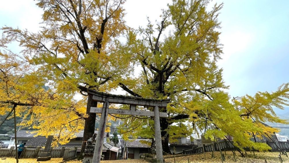 みぃさんが投稿した岩部八幡神社に関する口コミの画像