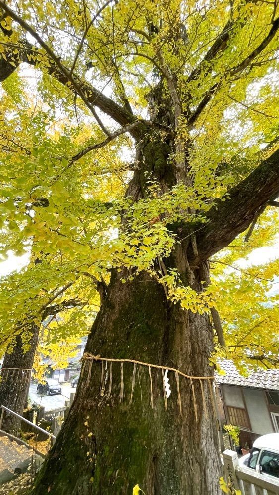 みぃさんが投稿した岩部八幡神社に関する口コミの画像