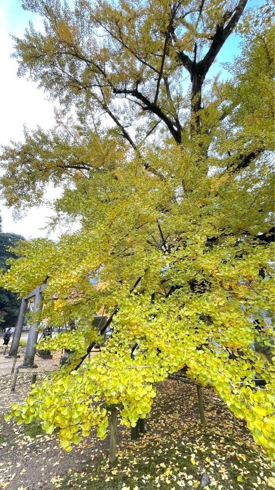 みぃさんが投稿した岩部八幡神社に関する口コミの画像