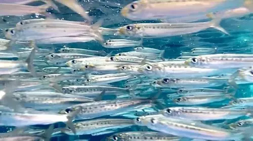 アクアマリンふくしま（aquamarine Fukushima）