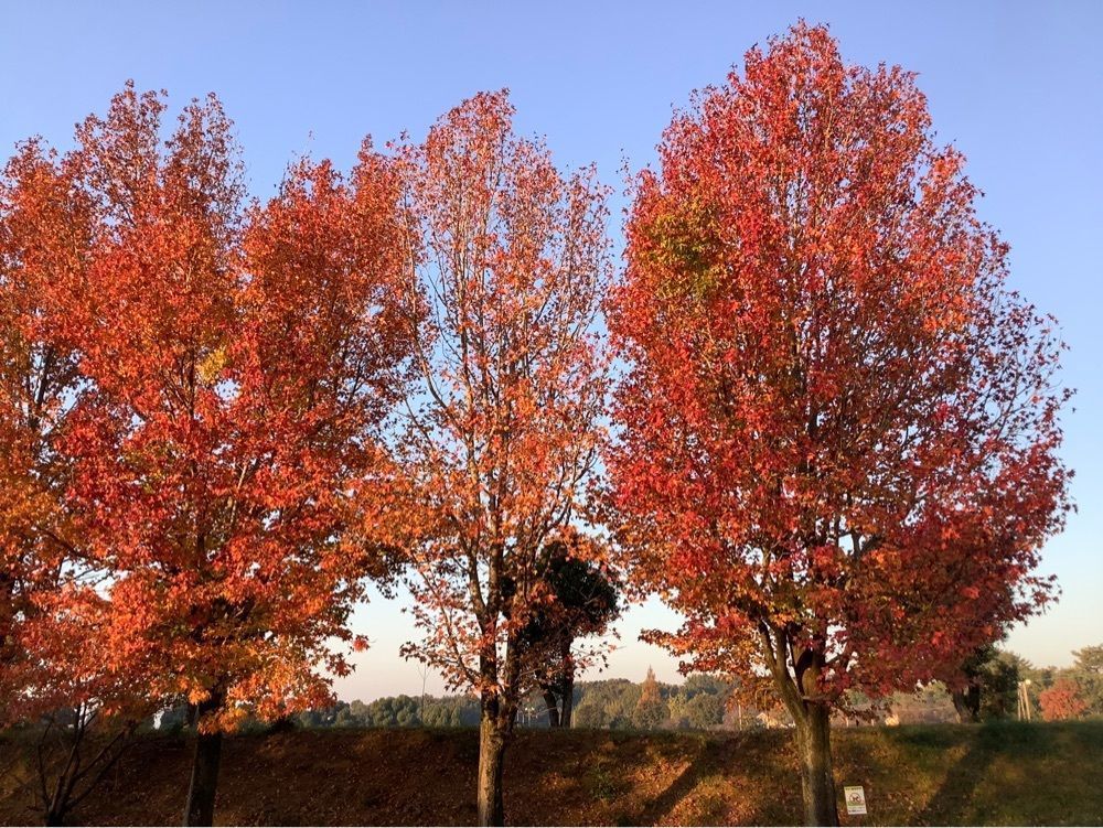 festive_garden_7486さんが投稿したふくやまベーカリーに関する口コミの画像