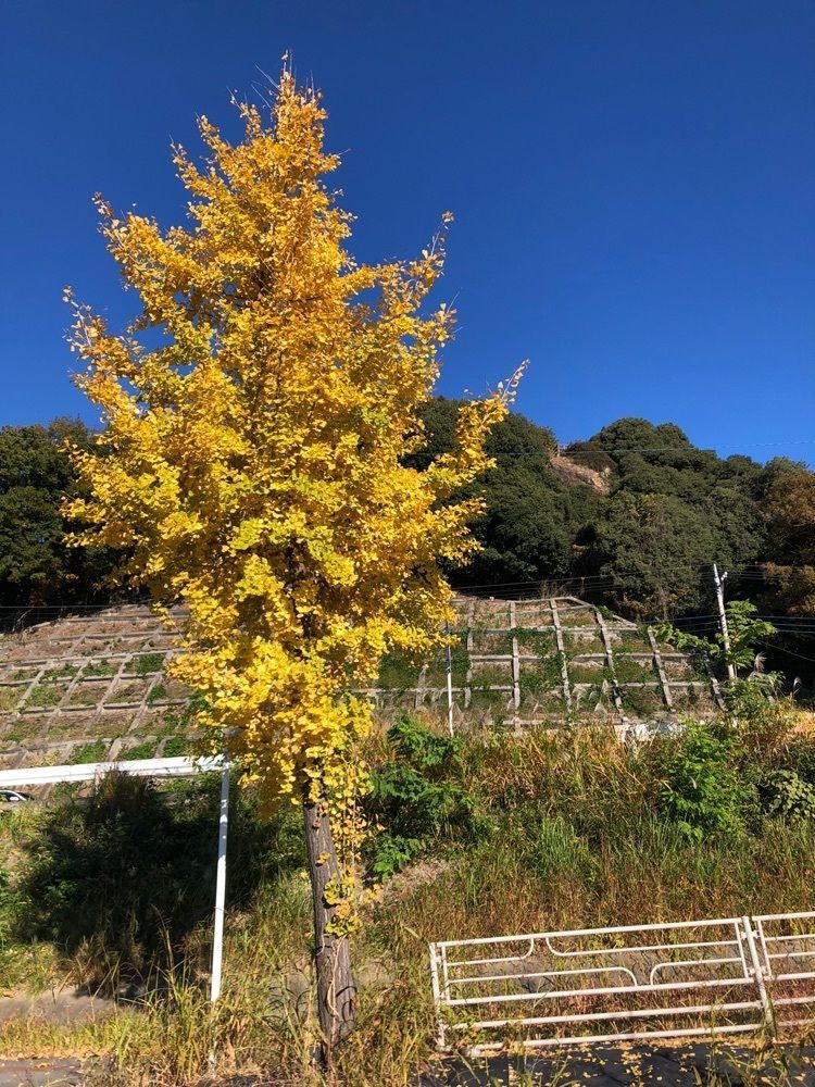 からっ風②さんが投稿したすえひろに関する口コミの画像