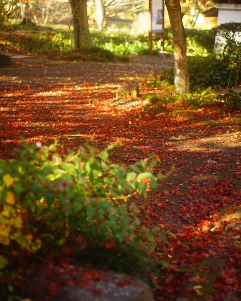 Shoさんが投稿した桜川市に関する口コミの画像