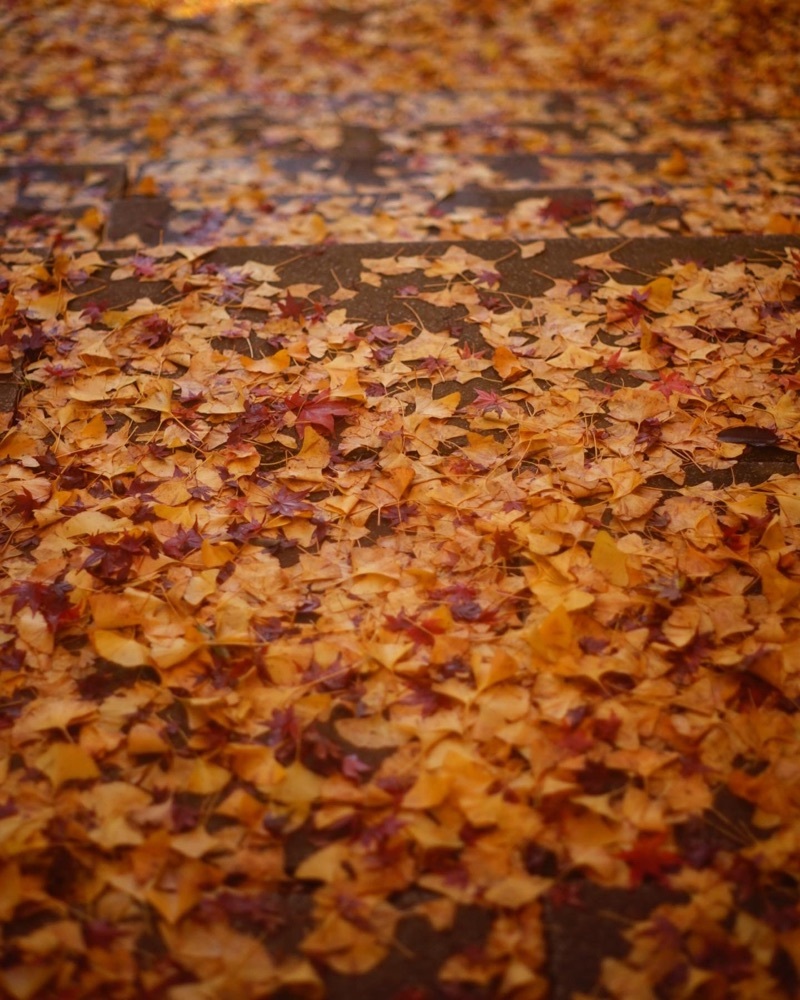Shoさんが投稿した桜川市に関する口コミの画像