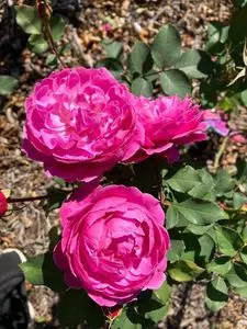 芸術の森公園