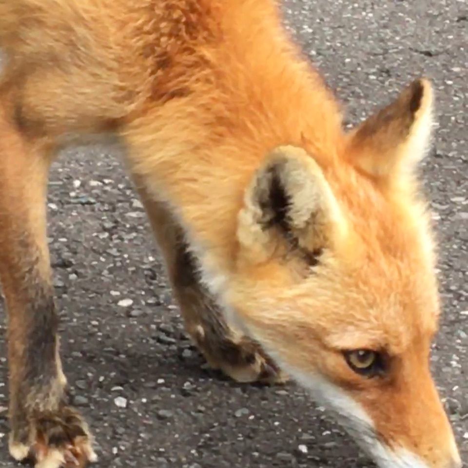 yoshiさんが投稿した北きつね牧場に関する口コミの画像