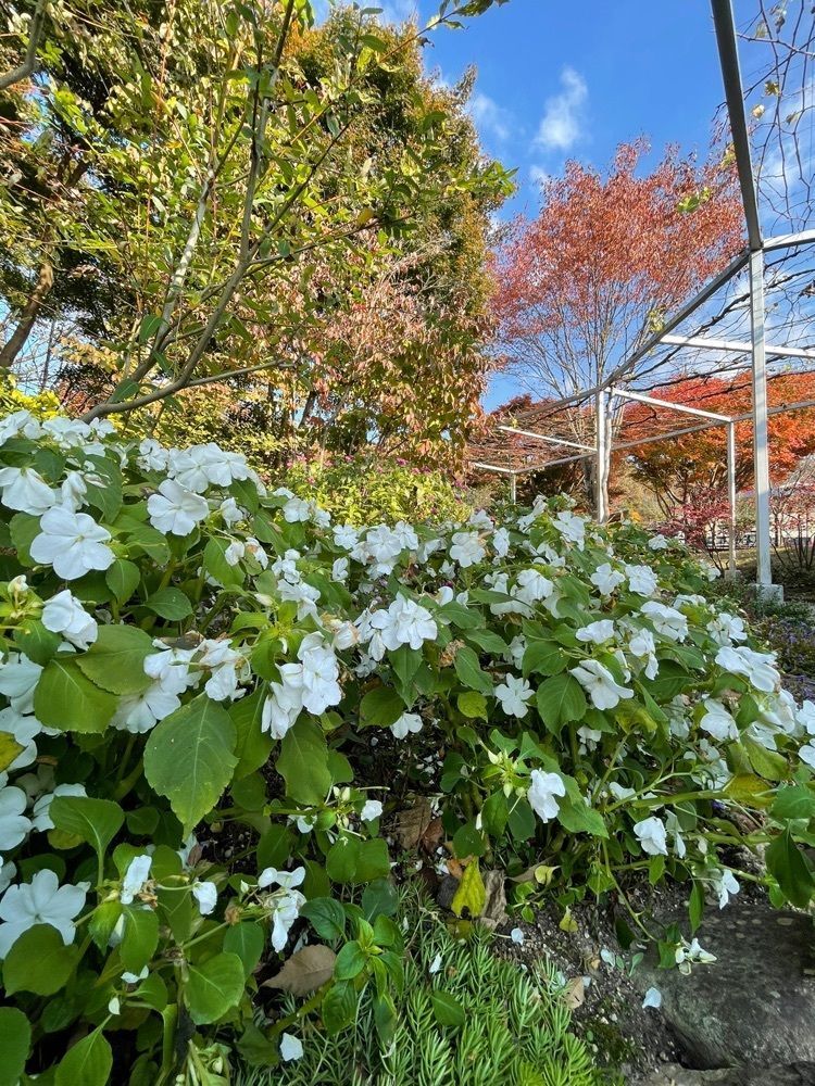 bright_weekend_609eさんが投稿したパティスリー GIN NO MORI 恵那本店（ギン ノ モリ）に関する口コミの画像