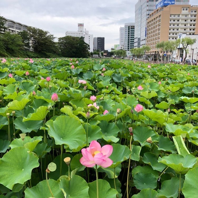 いろはのじじさんが投稿した秋田キャッスルホテルに関する口コミの画像
