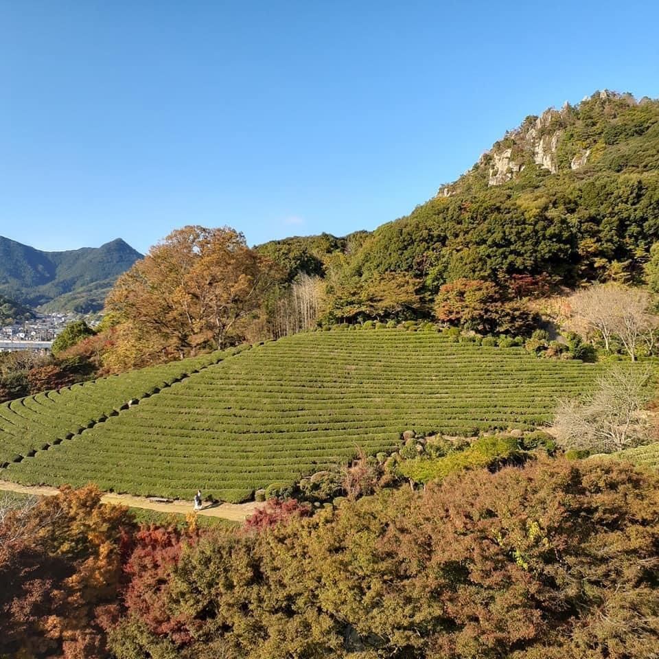 A bientot Japonさんが投稿した慧洲園に関する口コミの画像