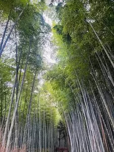 嵐山 2枚目