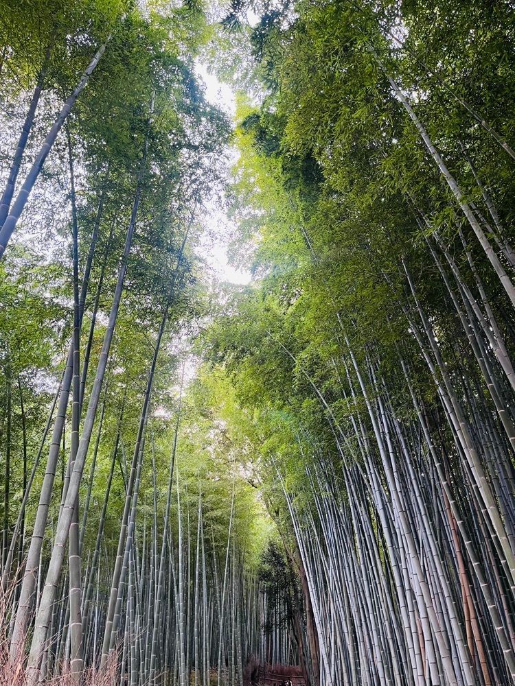 freedom さんが投稿した嵐山に関する口コミの画像