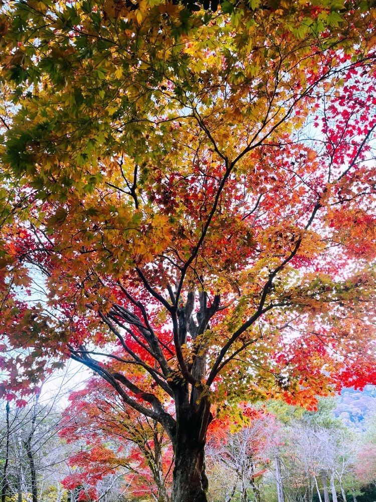 freedom さんが投稿した嵐山に関する口コミの画像