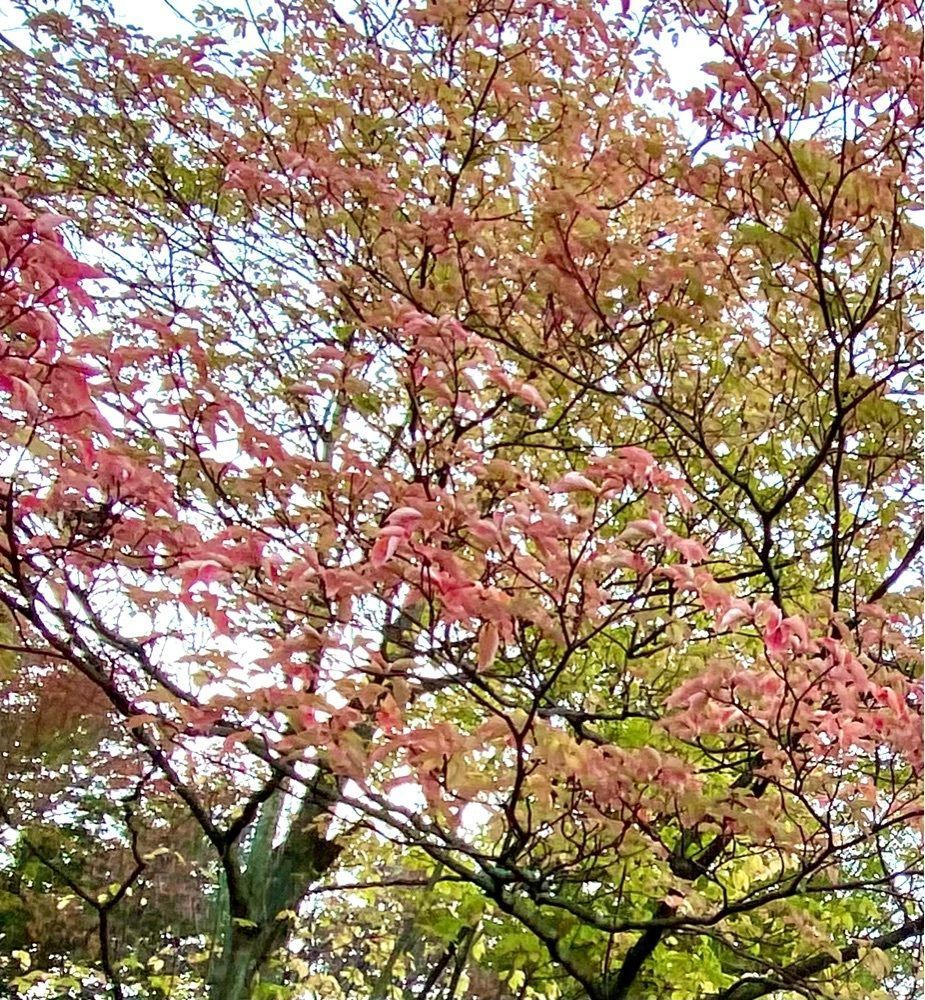 calm_gift_1030さんが投稿したみずほの自然の森公園に関する口コミの画像