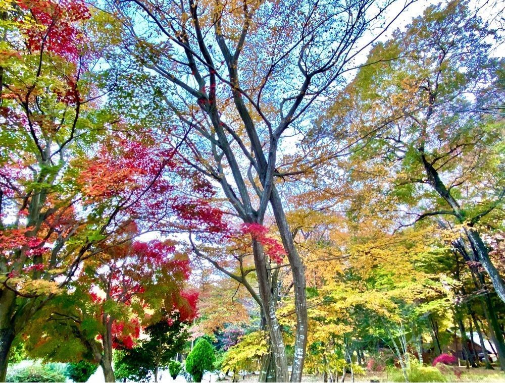 calm_gift_1030さんが投稿したみずほの自然の森公園に関する口コミの画像