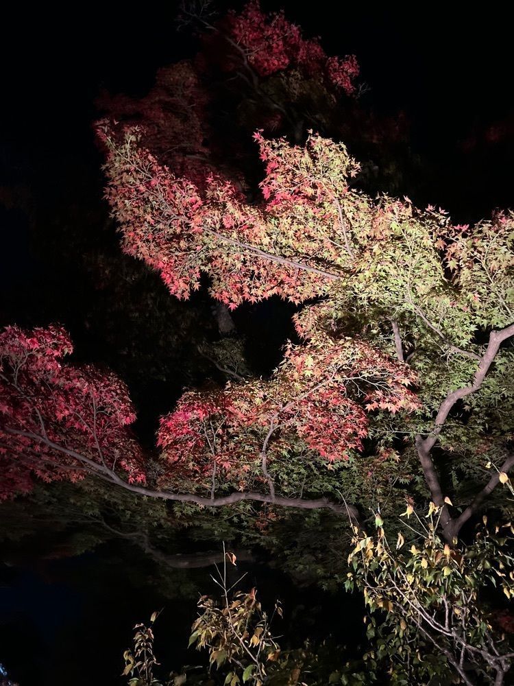 chou chou tabiさんが投稿した高台寺の紅葉に関する口コミの画像