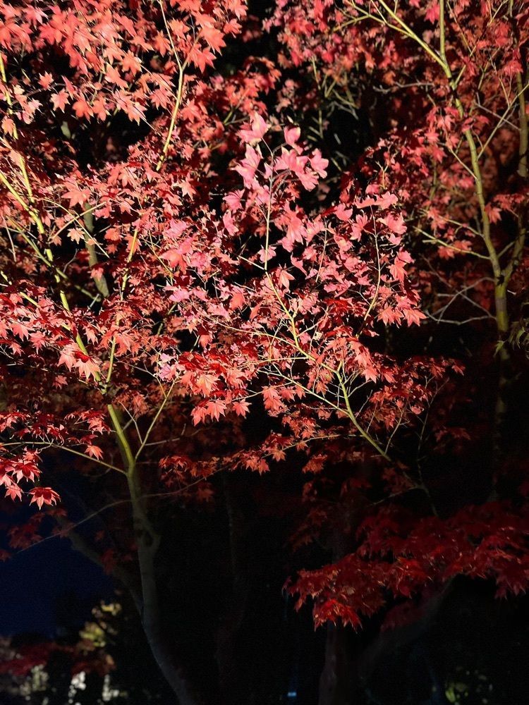 chou chou tabiさんが投稿した高台寺の紅葉に関する口コミの画像